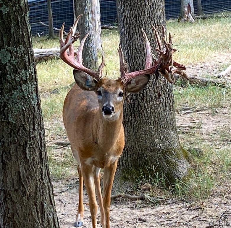 805 Vineyard Lake Road Bismarck, MO 63624 - Photo 57 of 64
