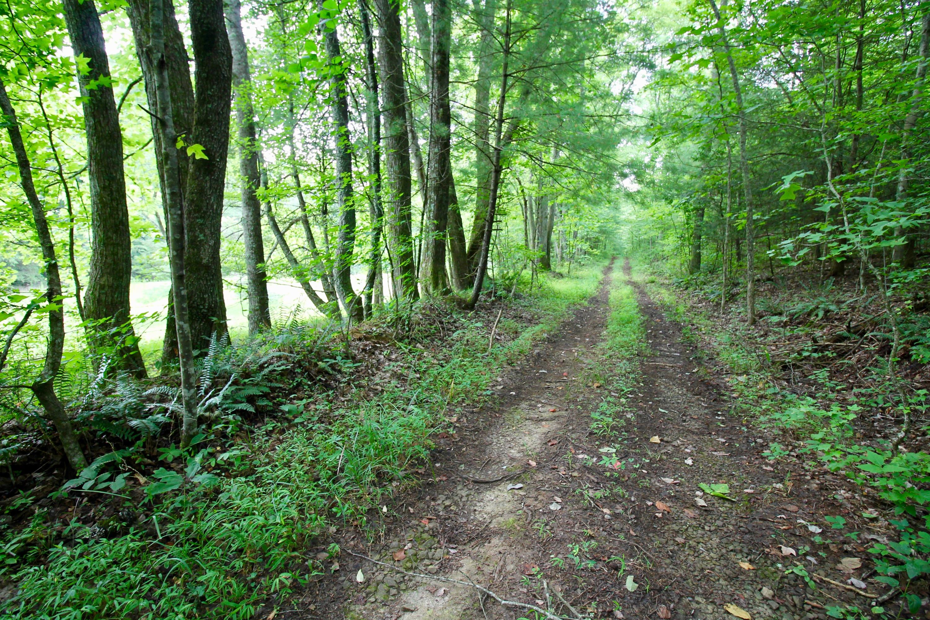 Huse Watson Road Oakdale, TN 37829 - Photo 14 of 40 14