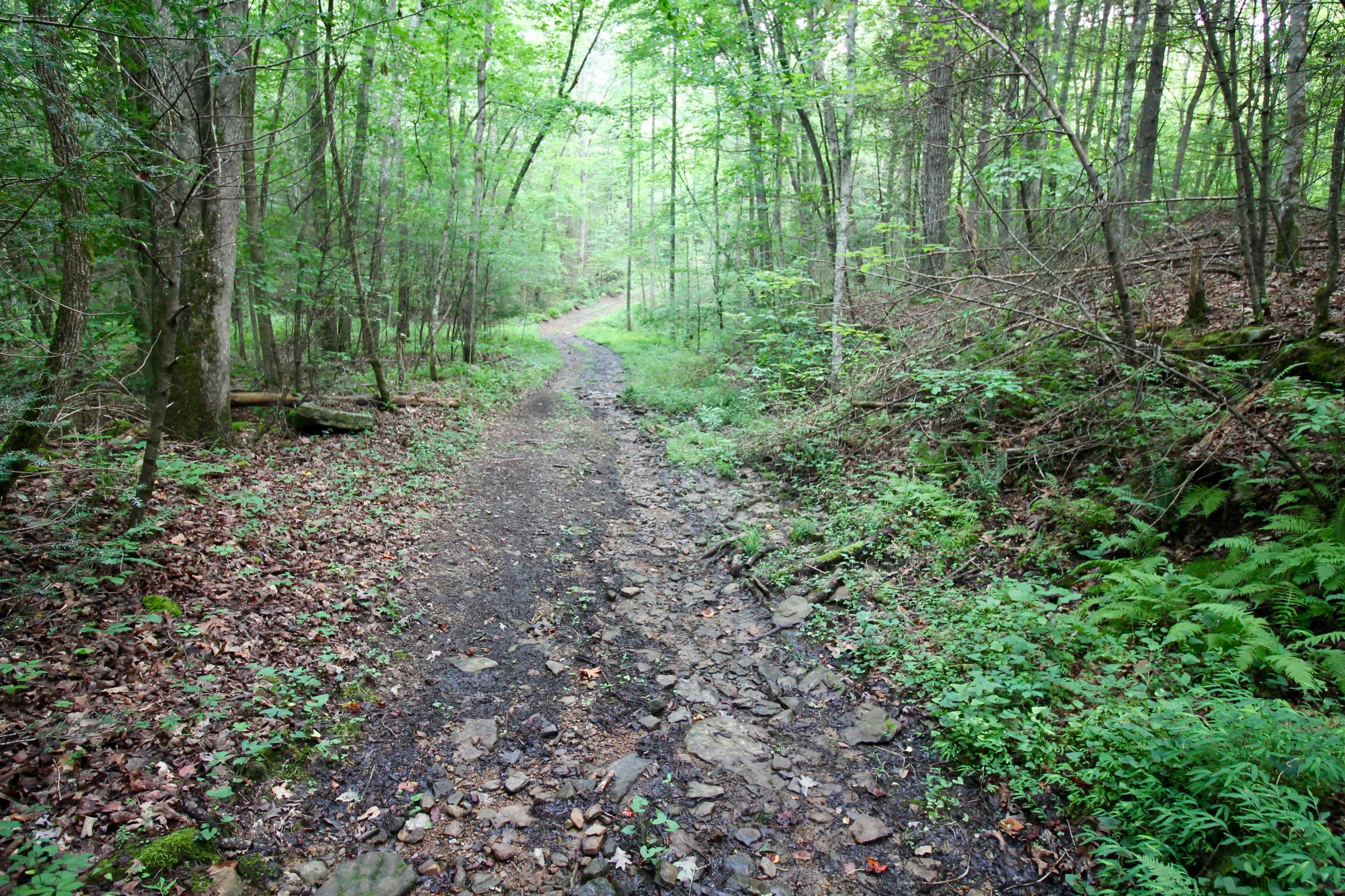 Huse Watson Road Oakdale, TN 37829 - Photo 20 of 40 17