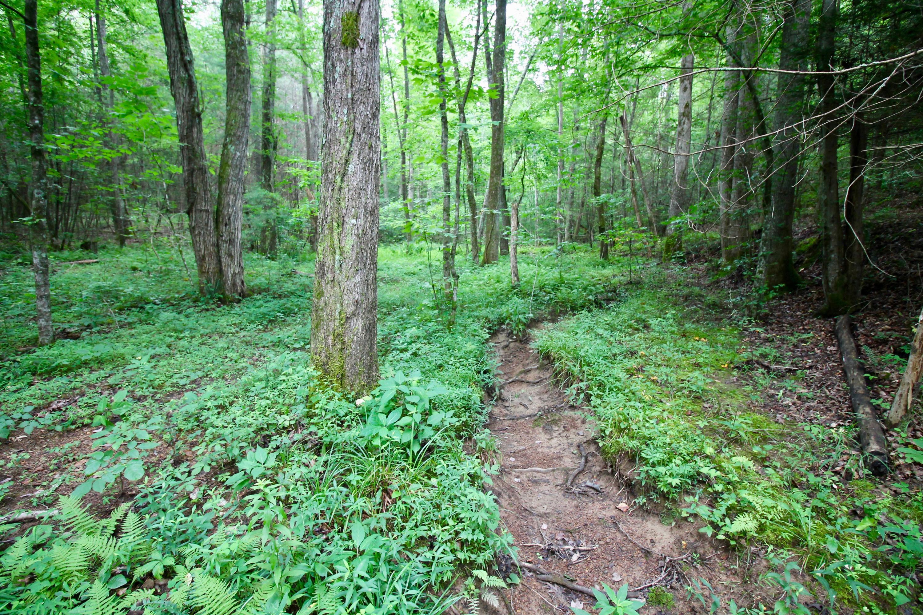 Huse Watson Road Oakdale, TN 37829 - Photo 23 of 40 20