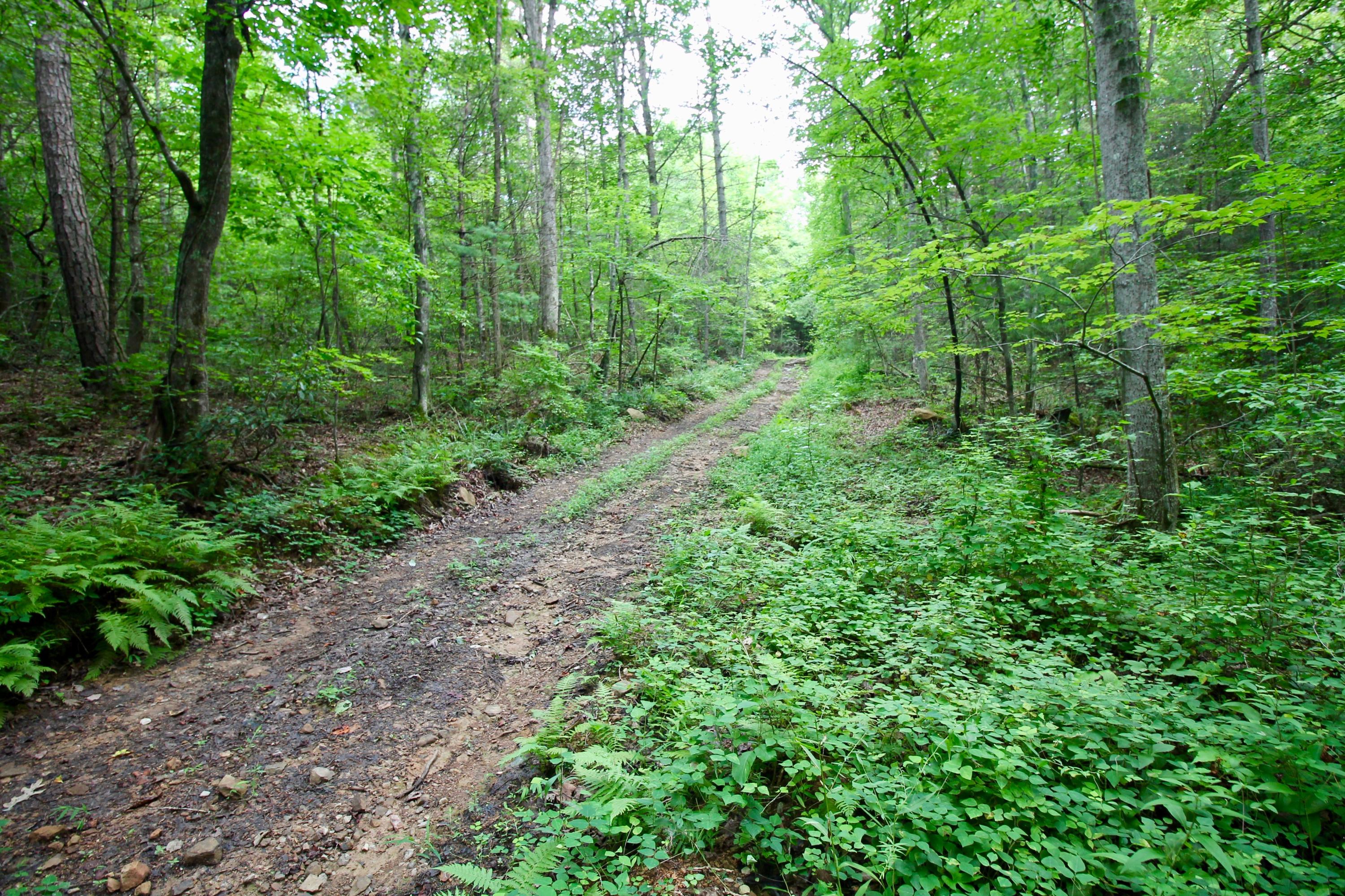 Huse Watson Road Oakdale, TN 37829 - Photo 24 of 40 21