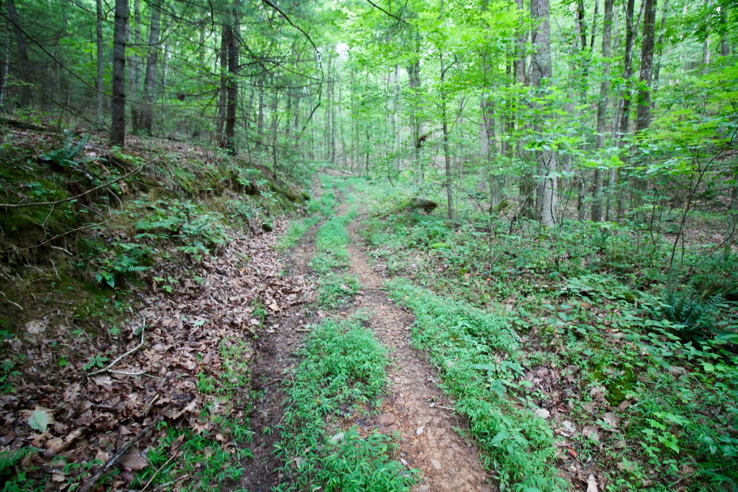 Huse Watson Road Oakdale, TN 37829 - Photo 33 of 40 IMG_8779
