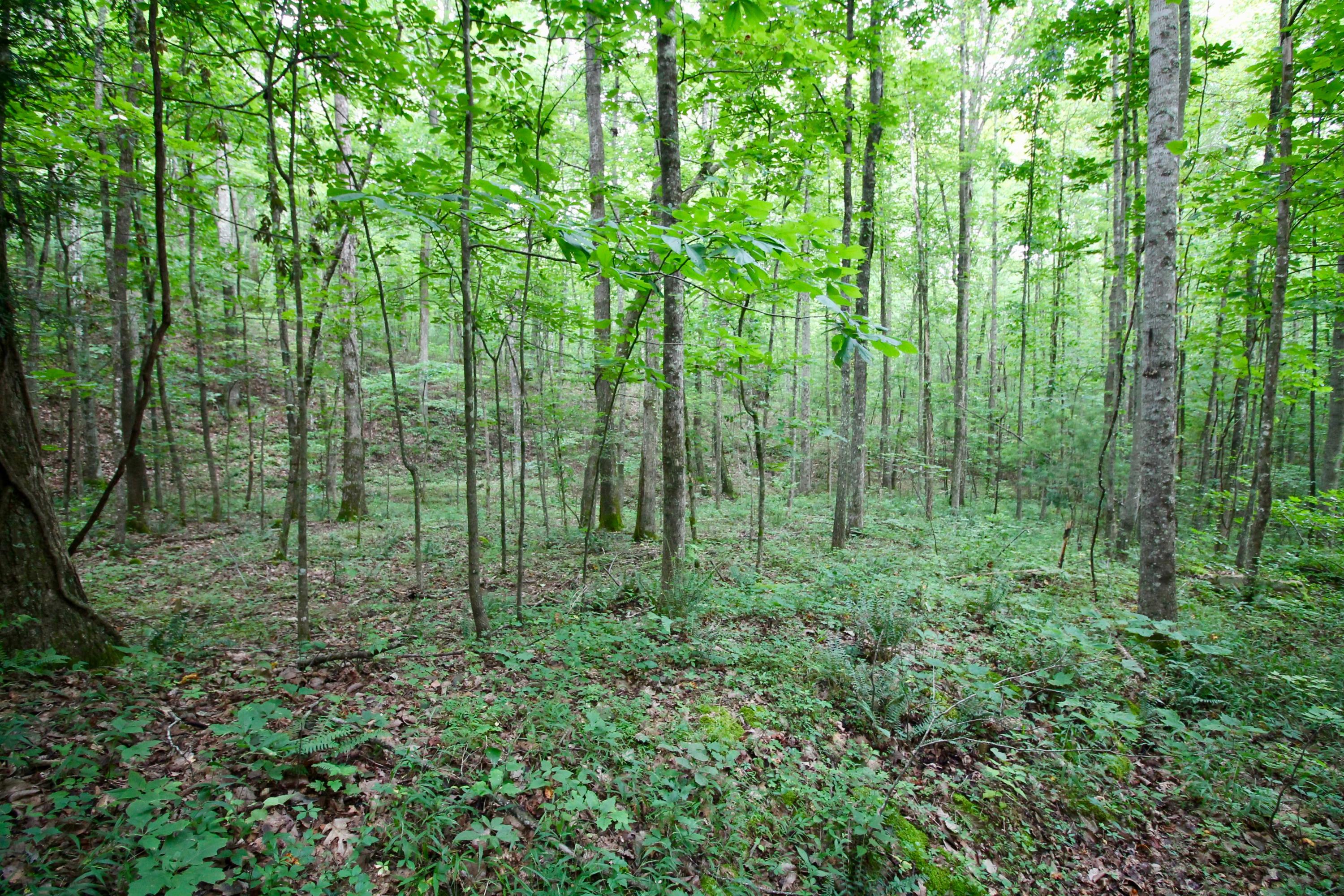 Huse Watson Road Oakdale, TN 37829 - Photo 34 of 40 IMG_8780