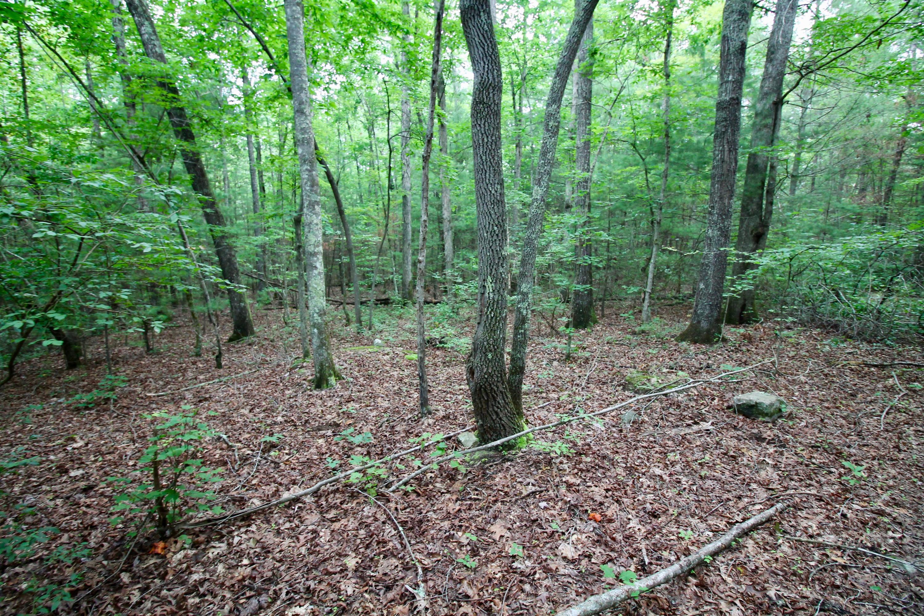 Huse Watson Road Oakdale, TN 37829 - Photo 35 of 40 IMG_8781