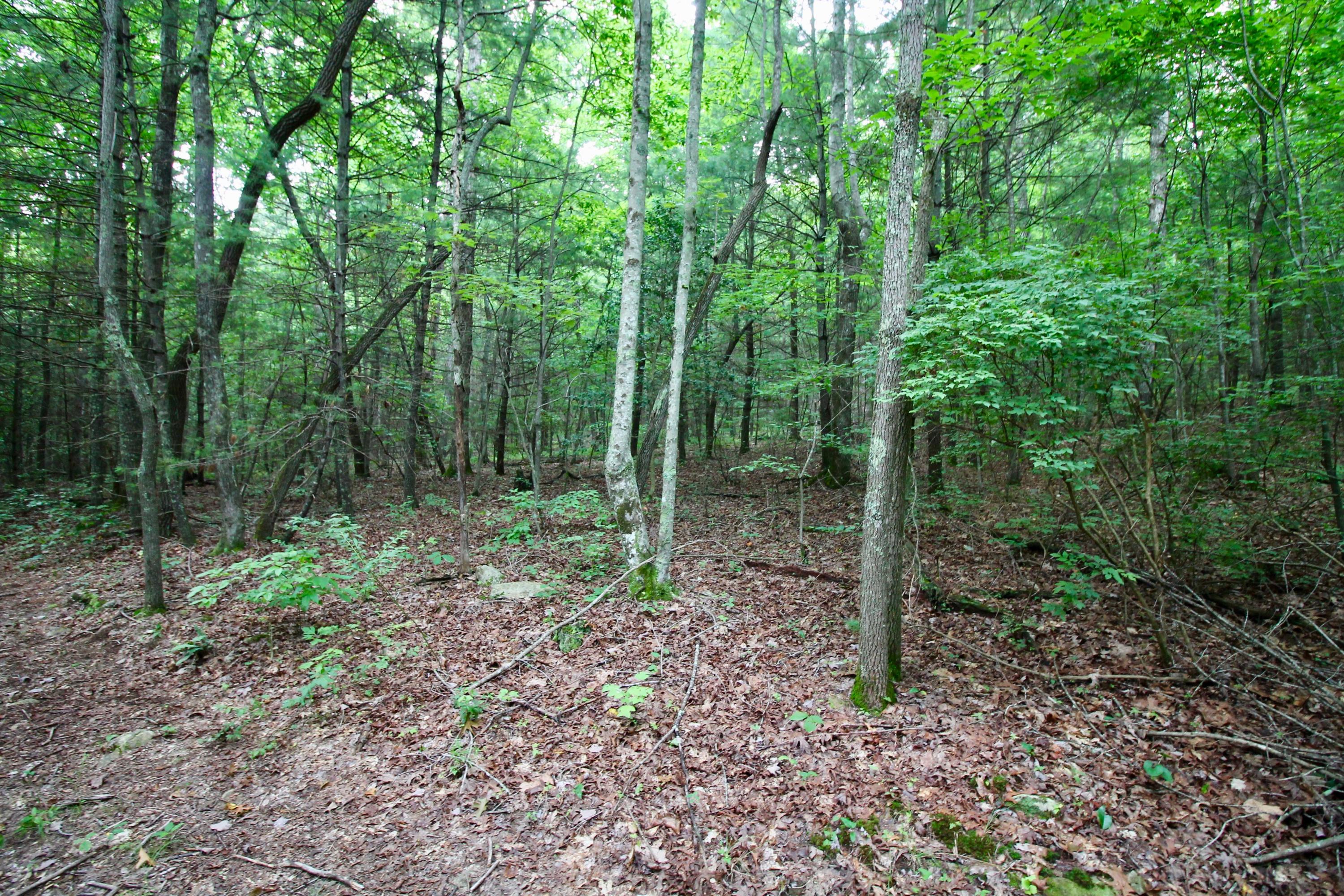 Huse Watson Road Oakdale, TN 37829 - Photo 36 of 40 IMG_8782