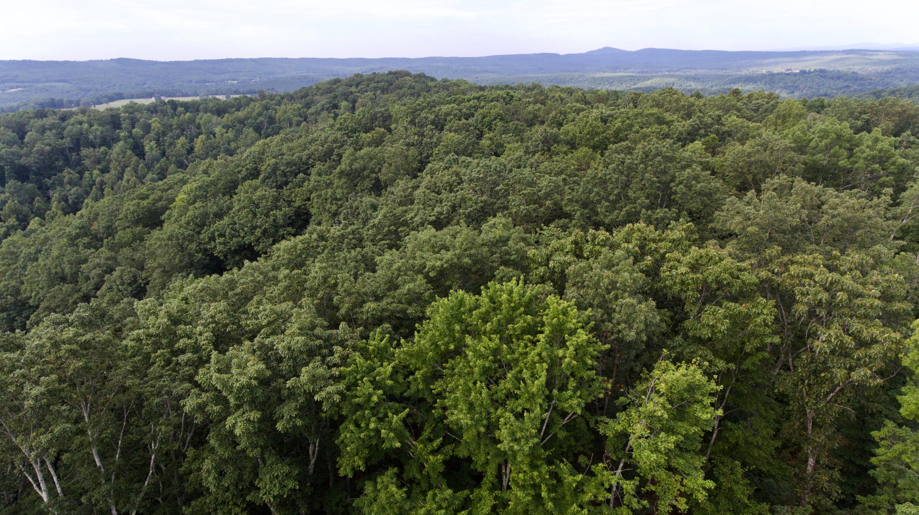 Huse Watson Road Oakdale, TN 37829 - Photo 9 of 40 9