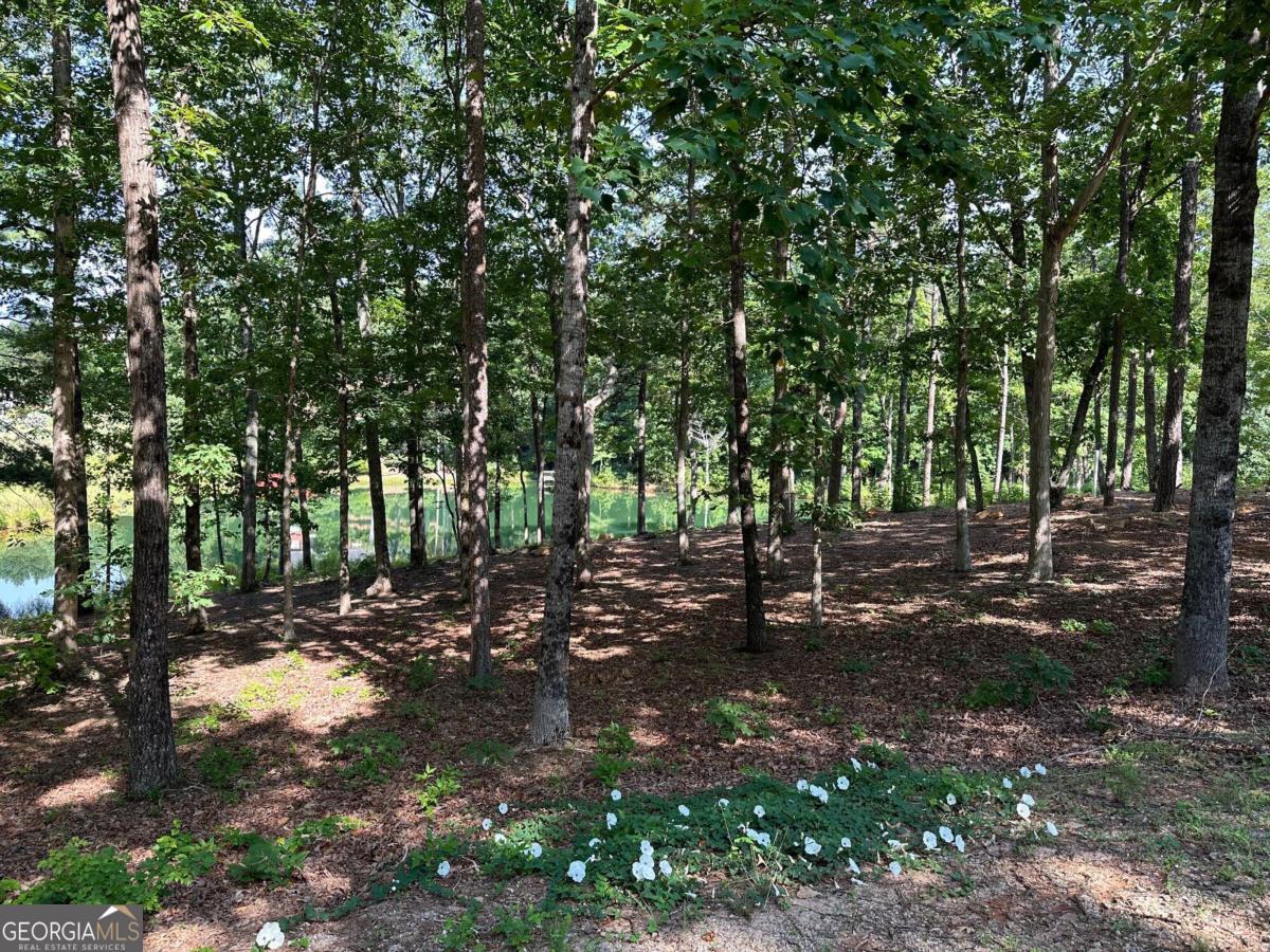 1117 Rome Beauty Lane Clarkesville, GA 30523 - Photo 15 of 27 a view of a forest with trees