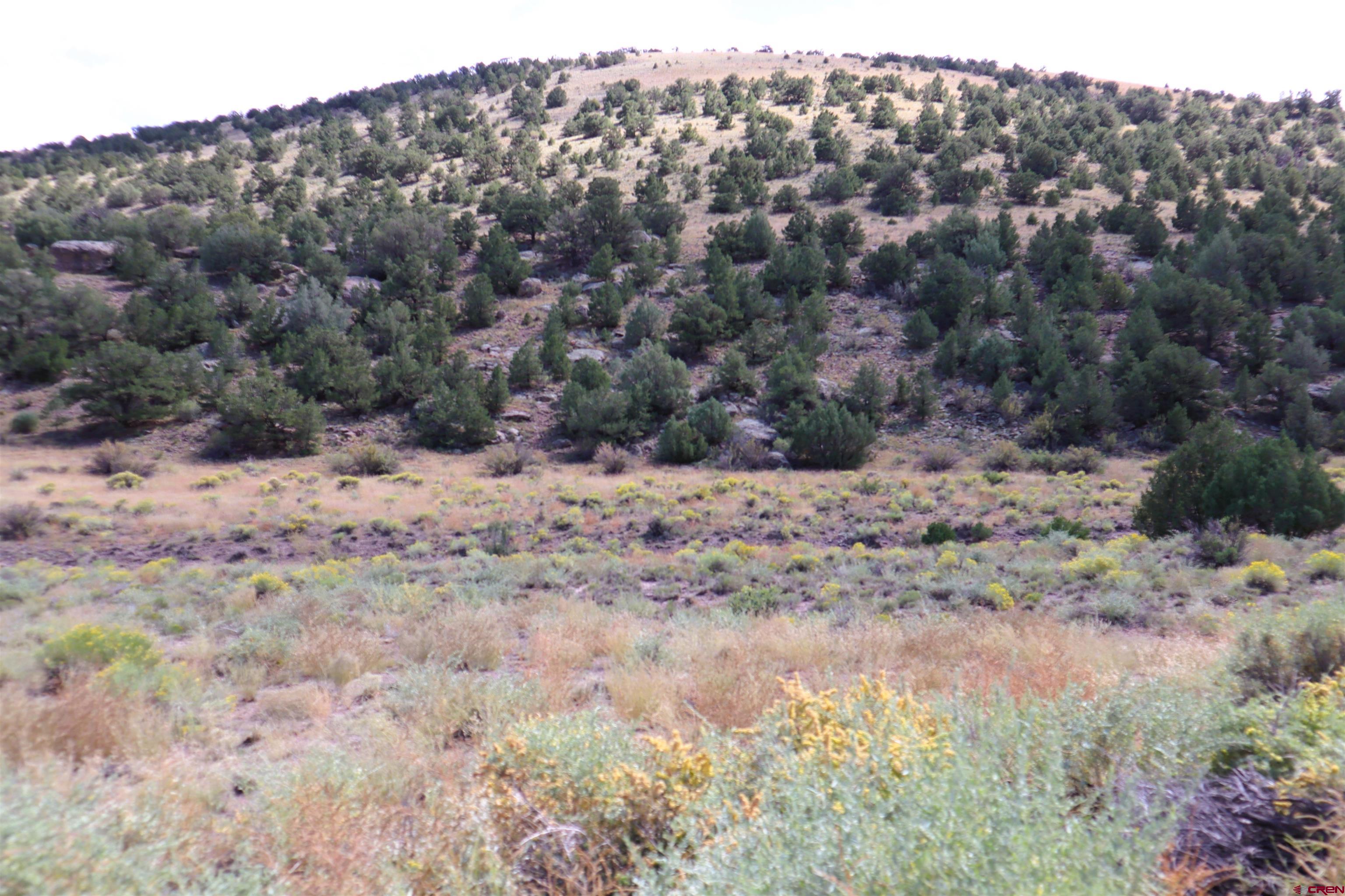 71 Lot 28b Altair Road Del Norte, CO 81132 - Photo 6 of 7 a view of a dry yard