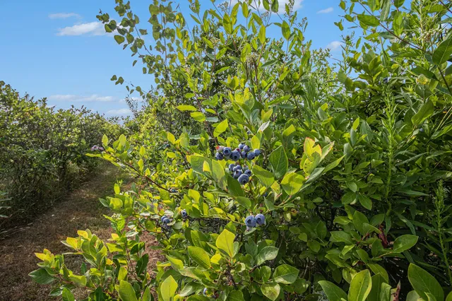 $539,999 | 124 68th Street, South Haven, MI 49090