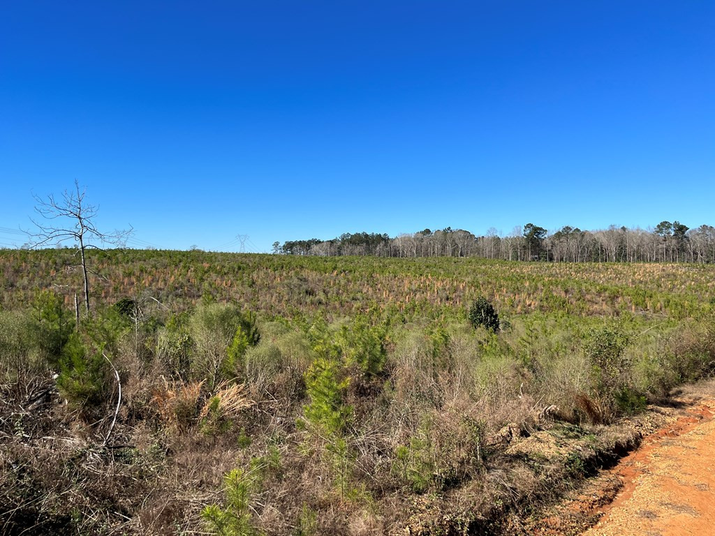 0 Maple Lane Summit, MS 39666 - Photo 10 of 11 Photo 10