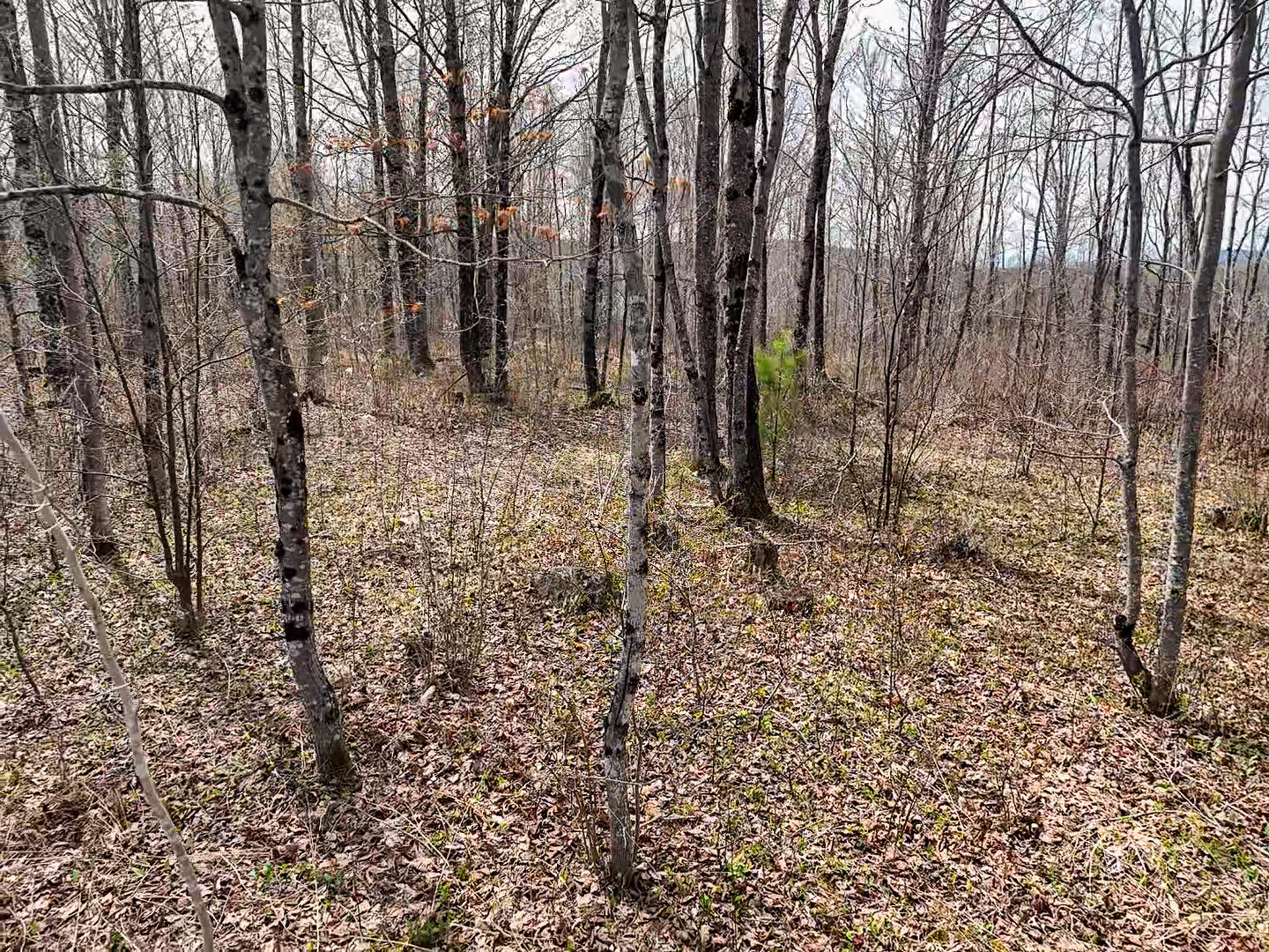 0 Center Hill Road Weld, ME 04285 - Photo 14 of 18 2026-05-09-11-13-10-792