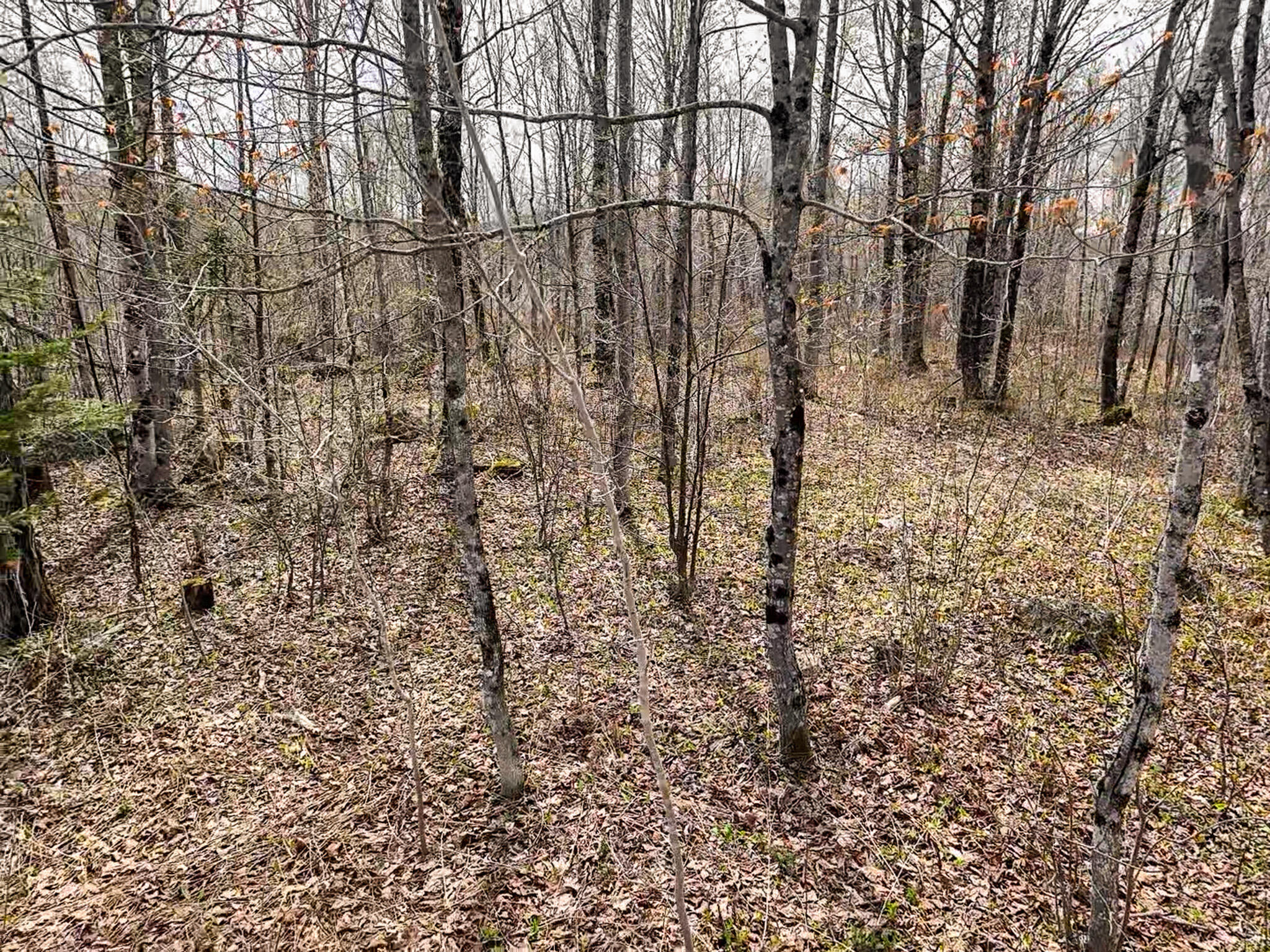0 Center Hill Road Weld, ME 04285 - Photo 15 of 18 2026-05-09-11-13-12-012