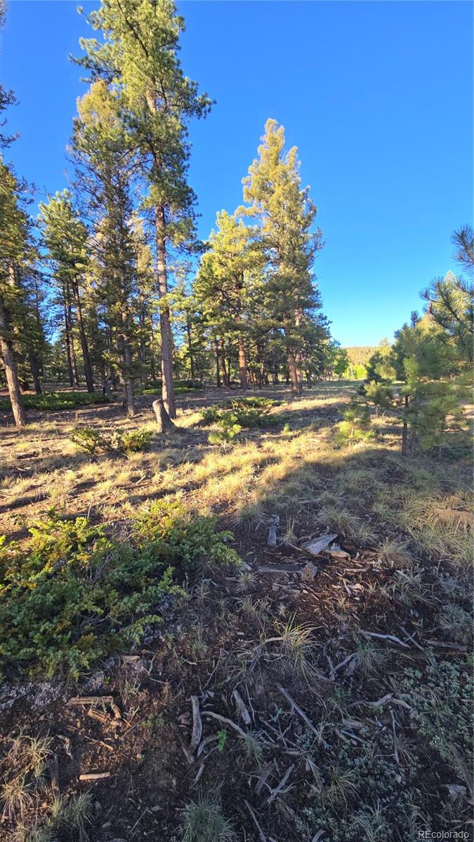 Chubb Court Hartsel, CO 80449 - Photo 11 of 17 a view of a yard with large trees