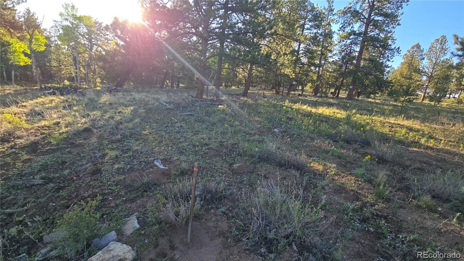 Chubb Court Hartsel, CO 80449 - Photo 13 of 17 a view of a yard with a tree