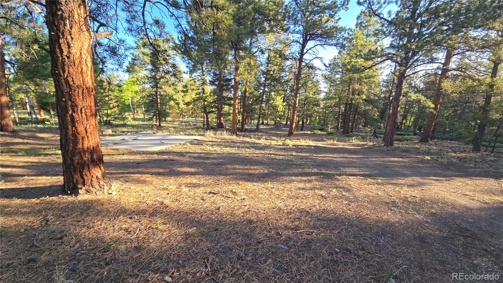 Chubb Court Hartsel, CO 80449 - Photo 17 of 17 a view of a yard with trees