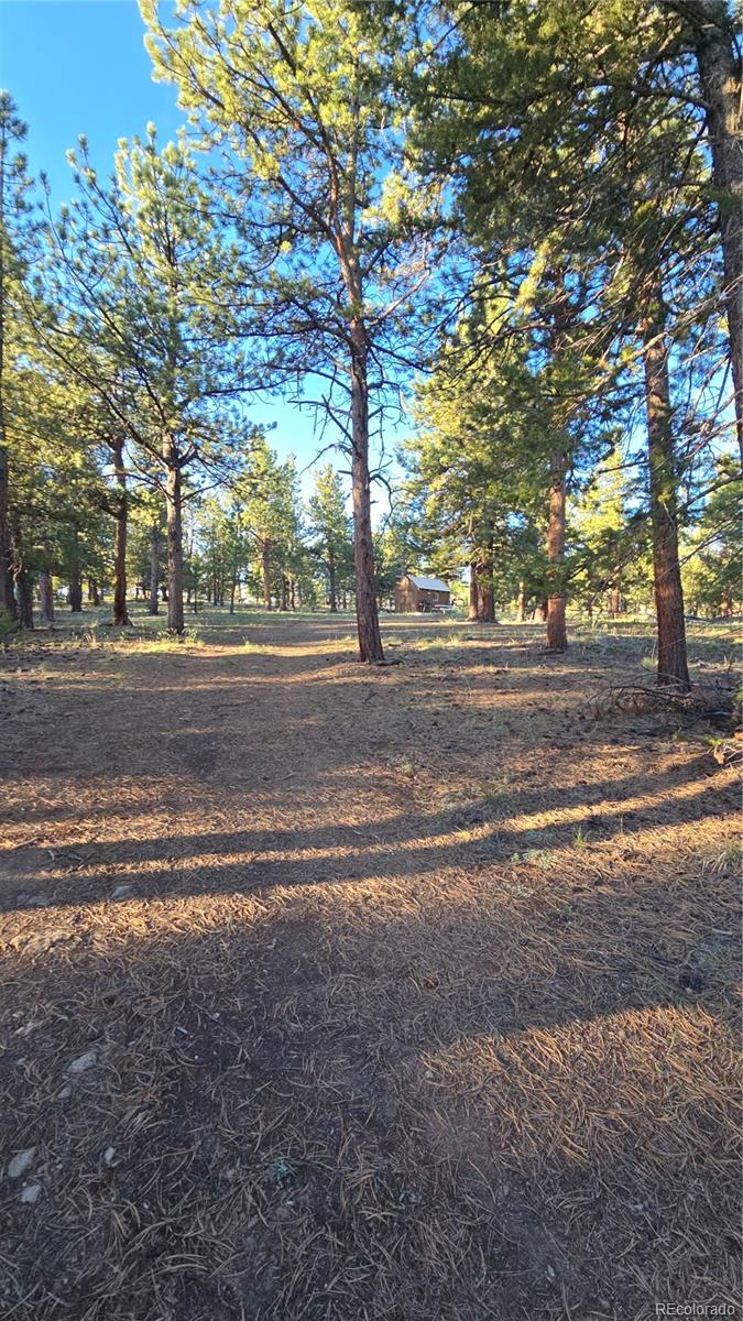 Chubb Court Hartsel, CO 80449 - Photo 4 of 17 a view of dirt yard with large trees