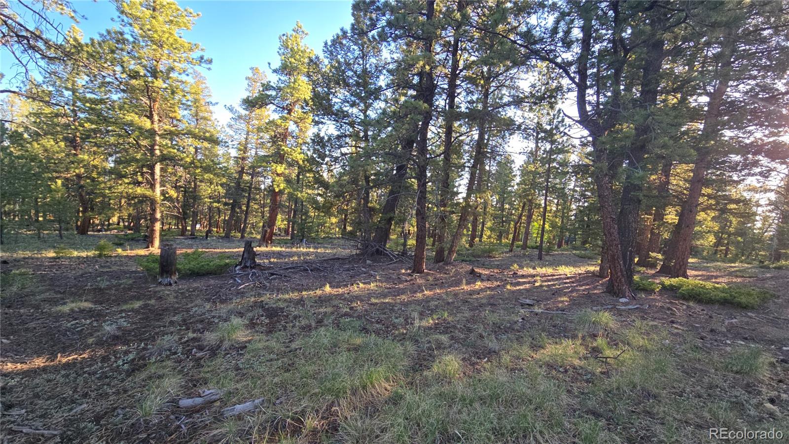 Chubb Court Hartsel, CO 80449 - Photo 7 of 17 a view of outdoor space with trees