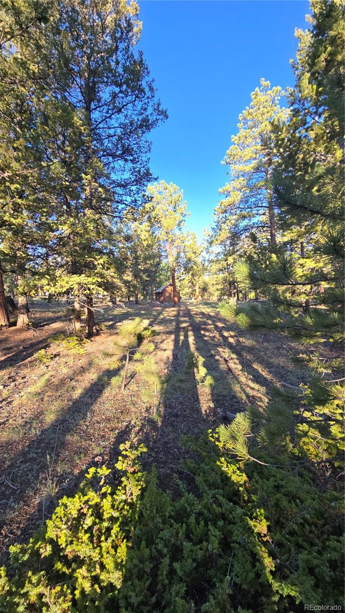Chubb Court Hartsel, CO 80449 - Photo 8 of 17 a view of a yard