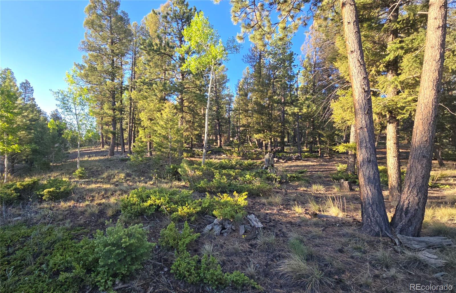 Chubb Court Hartsel, CO 80449 - Photo 10 of 17 a view of outdoor space and tree