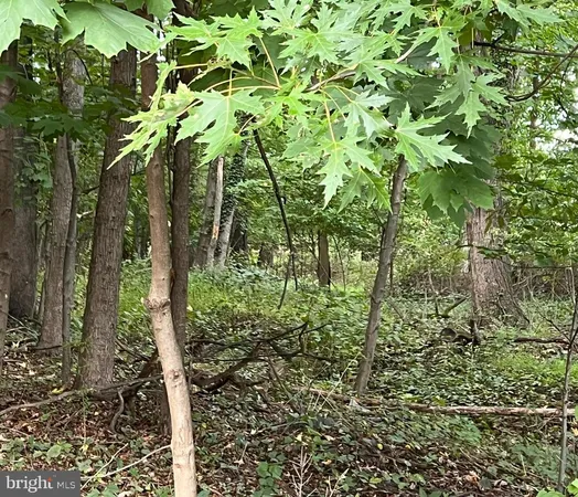 a plant view in yard