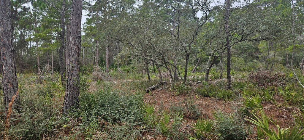 134 Timber Lane Carrabelle, FL 32322 - Photo 3 of 11