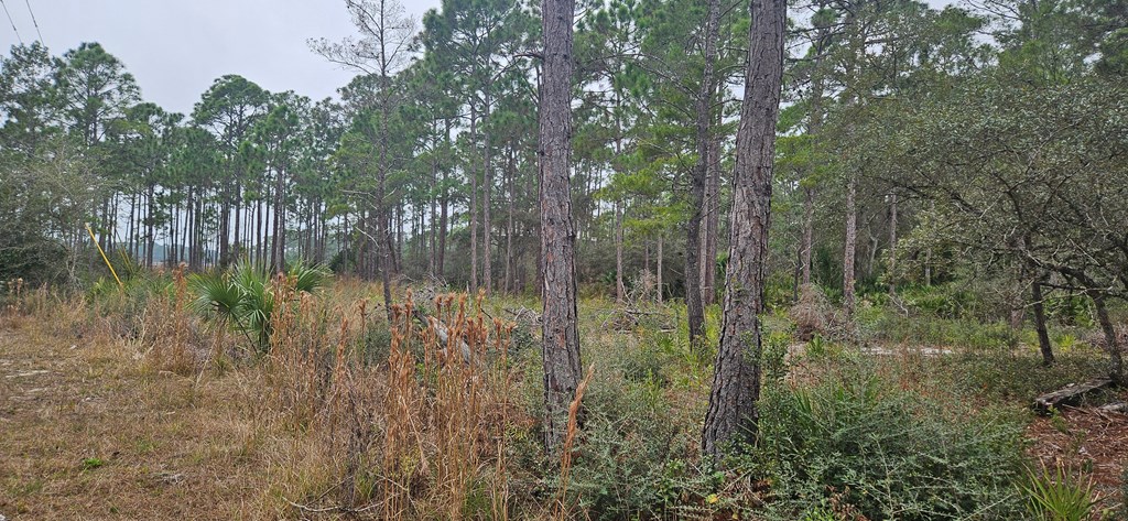 134 Timber Lane Carrabelle, FL 32322 - Photo 4 of 11