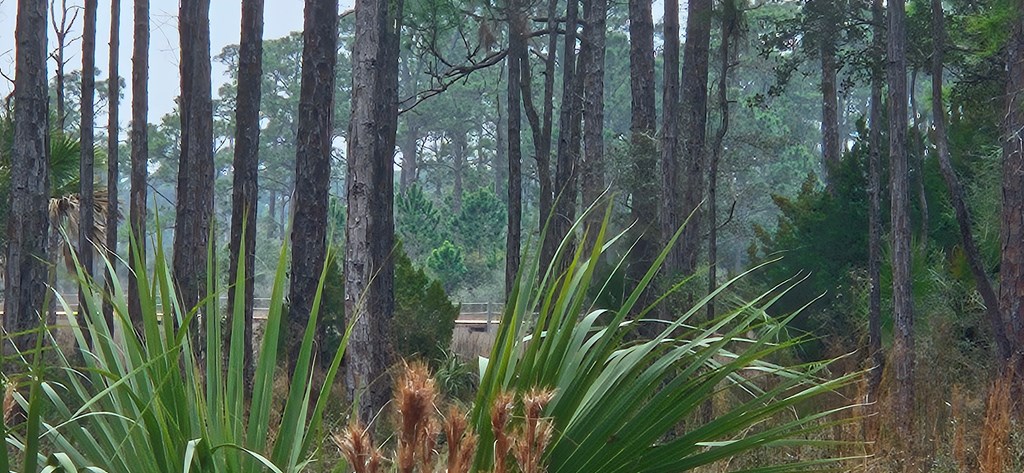 134 Timber Lane Carrabelle, FL 32322 - Photo 5 of 11
