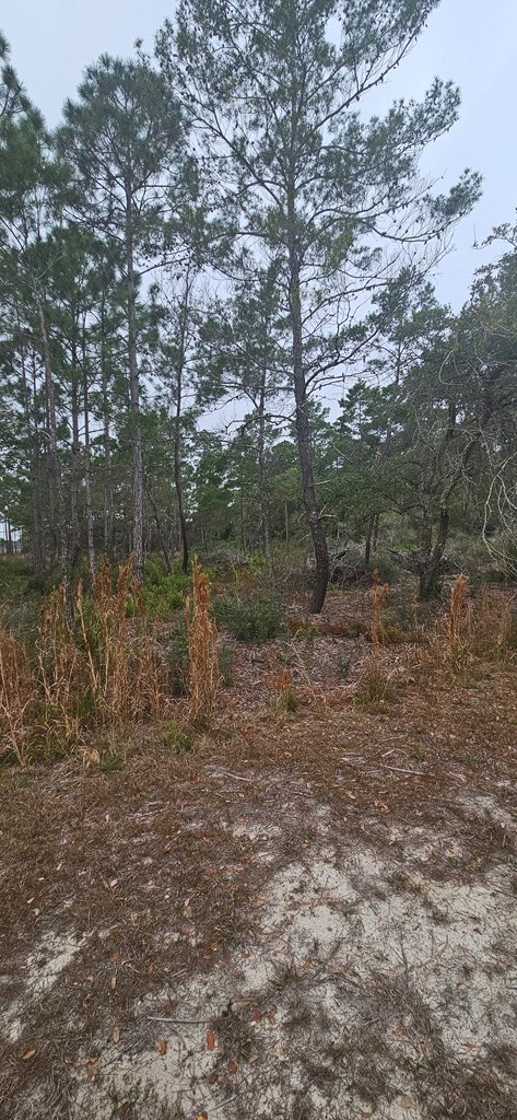 134 Timber Lane Carrabelle, FL 32322 - Photo 7 of 11