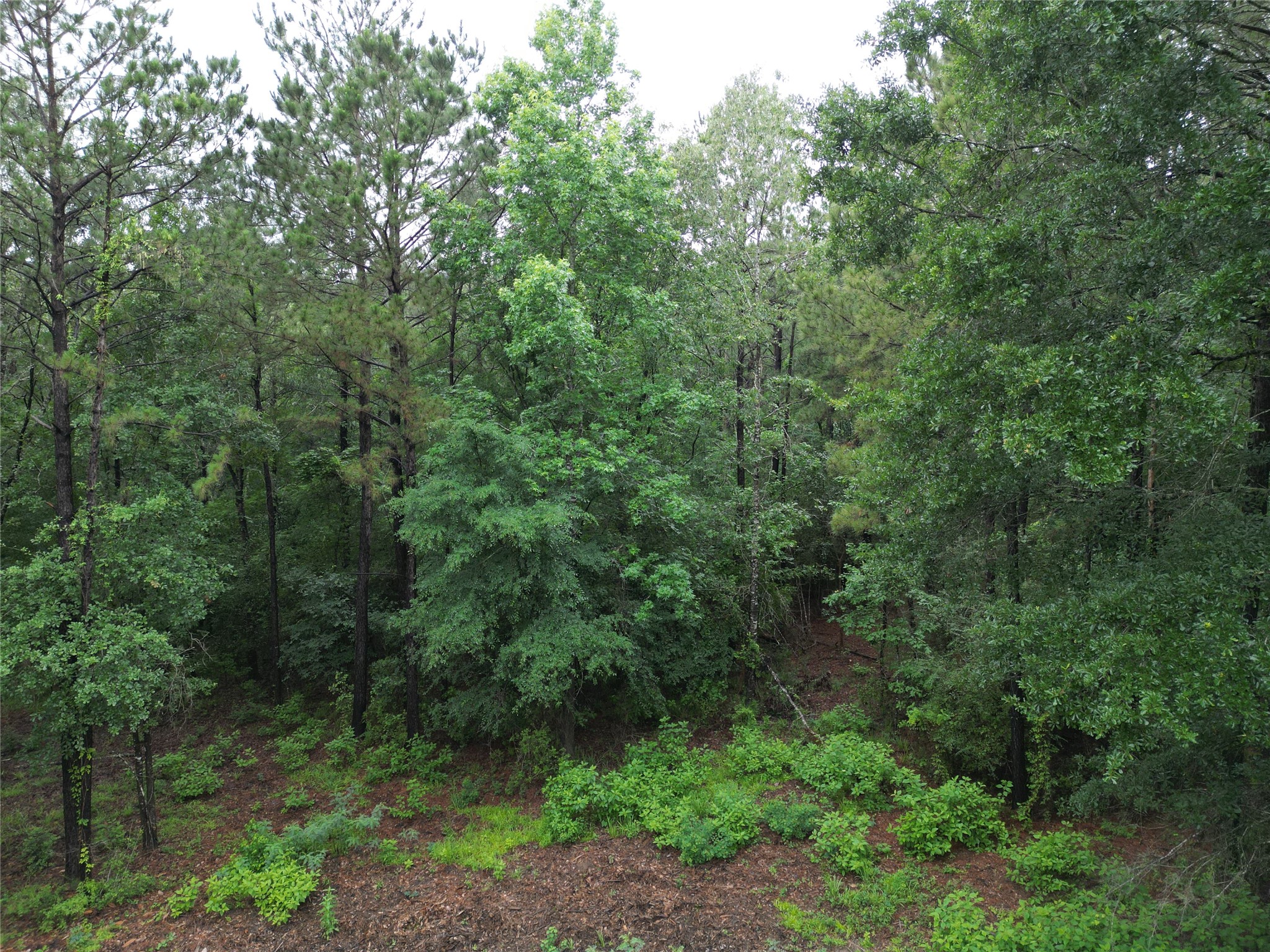 268 Cedar Valley Road Coldspring, TX 77331 - Photo 12 of 29
