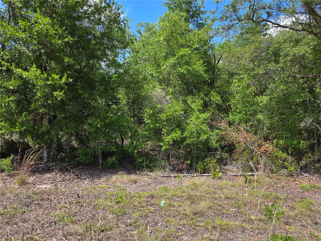 0 Northeast 73rd Lane Bronson, FL 32621 - Photo 3 of 8
