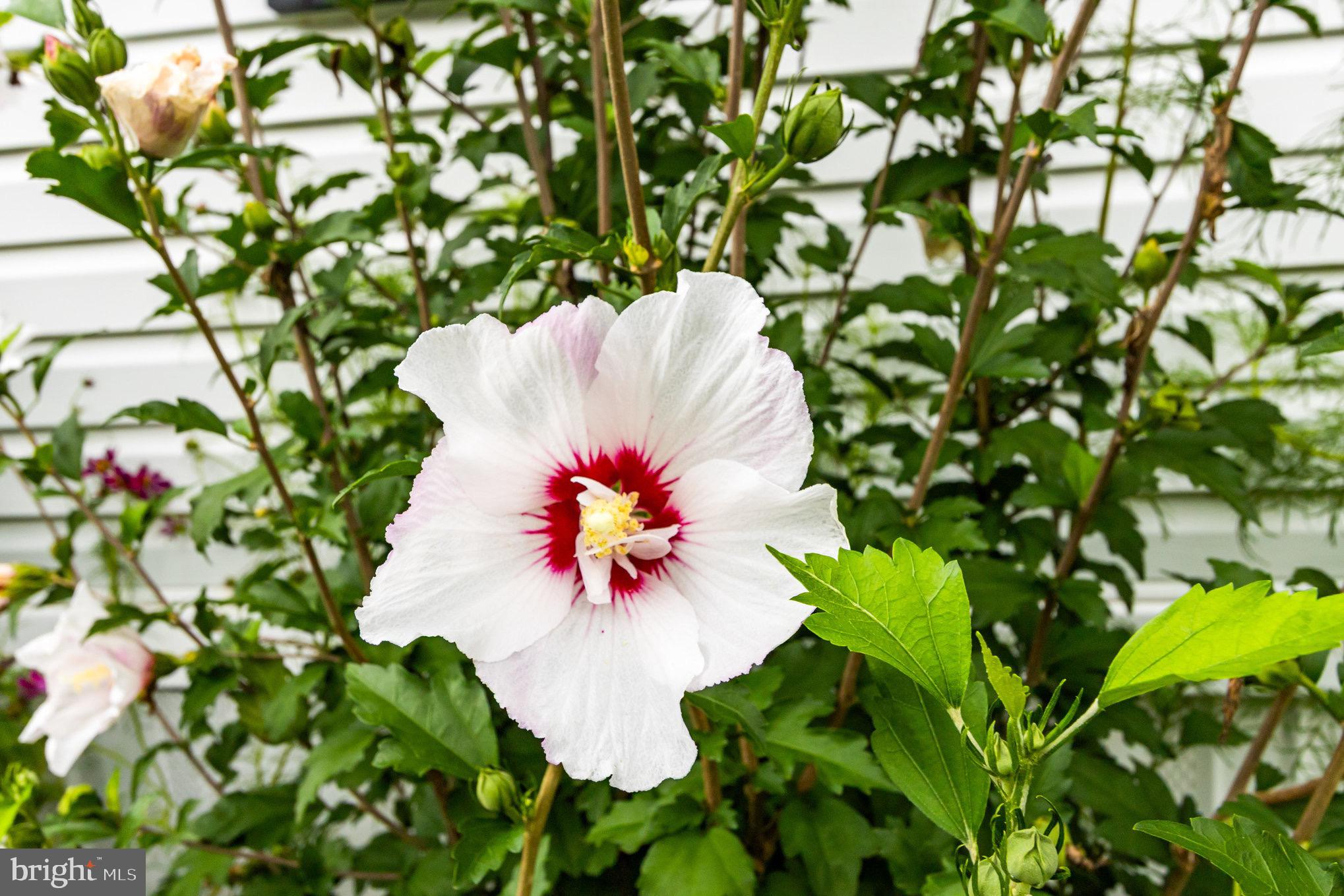 4041 Conowingo Road, Unit 30 Darlington, MD 21034 - Photo 29 of 40 a view of a flower in a yard