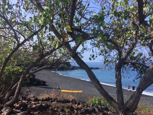 87-310 Kaohe Road Captain Cook, HI 96704 - Photo 5 of 6 a view of a tree in a yard