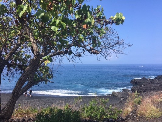87-310 Kaohe Road Captain Cook, HI 96704 - Photo 6 of 6 a view of a yard