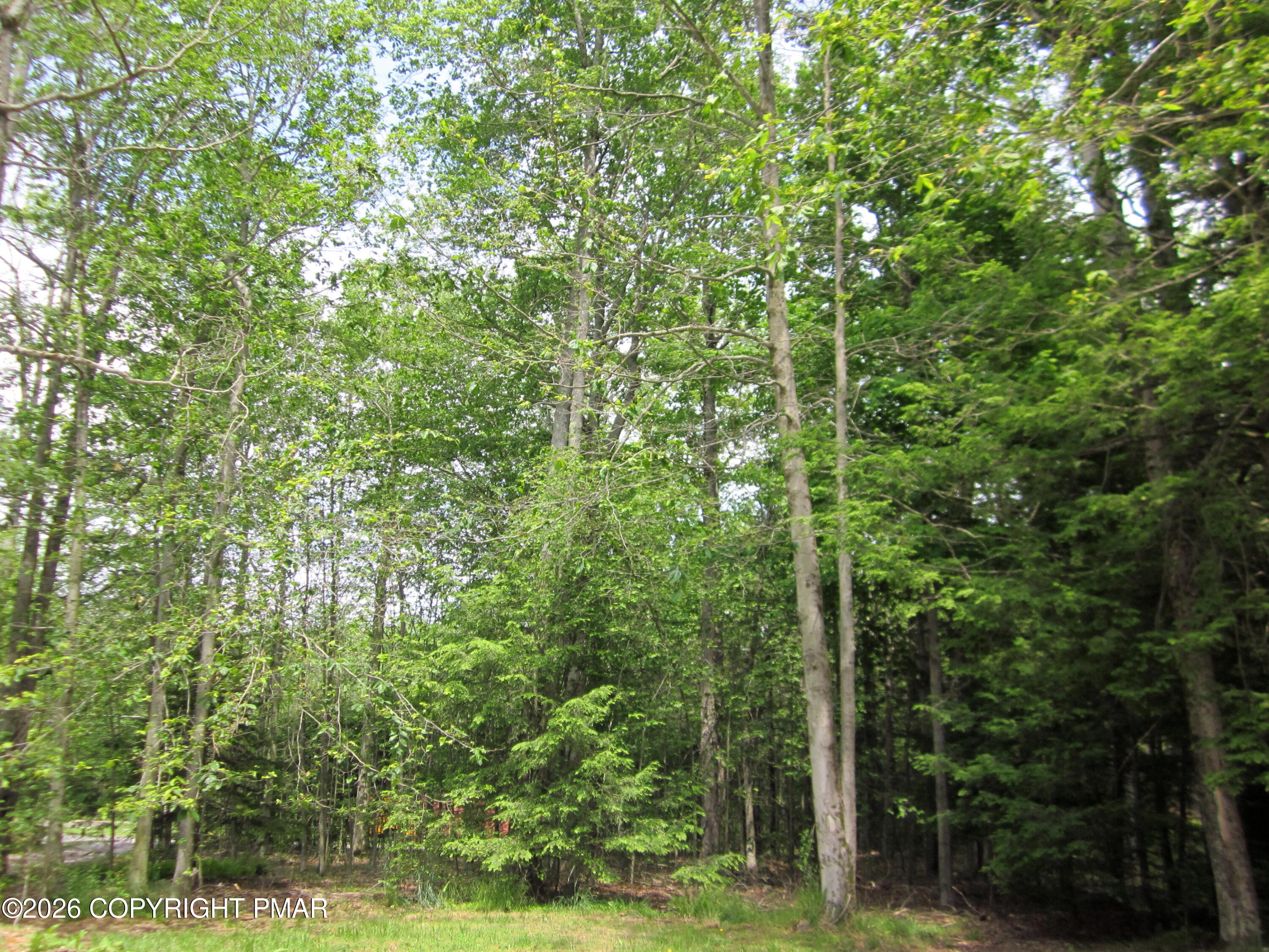 1256 Blackberry Road Pocono Lake, PA 18347 - Photo 4 of 24 Front Yard