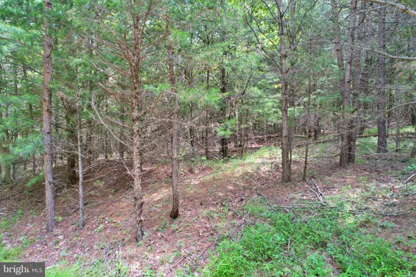 a view of a forest with trees in the background