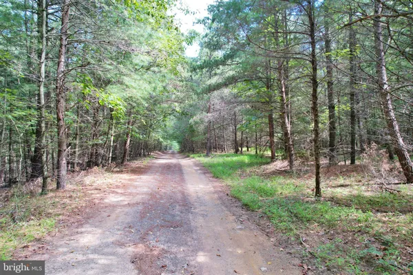 a view of a forest with trees