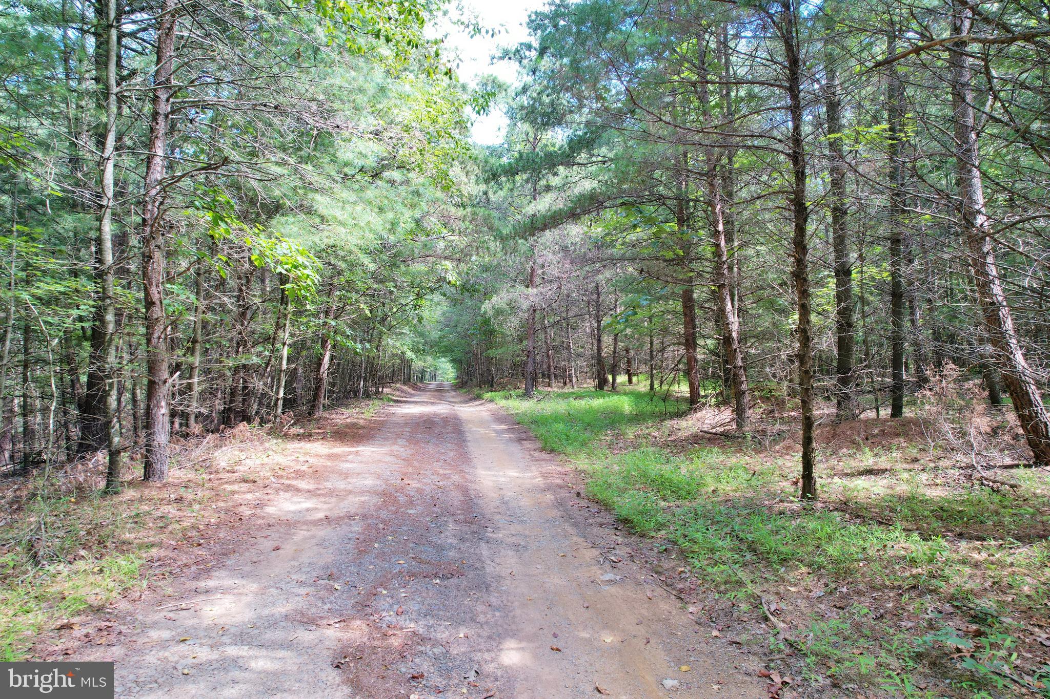 Alum Springs Road Edinburg, VA 22824 - Photo 13 of 20 a view of a forest with trees
