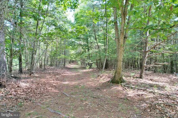 a view of a forest with trees in the background