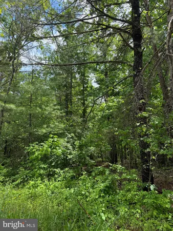 a view of a lush green forest
