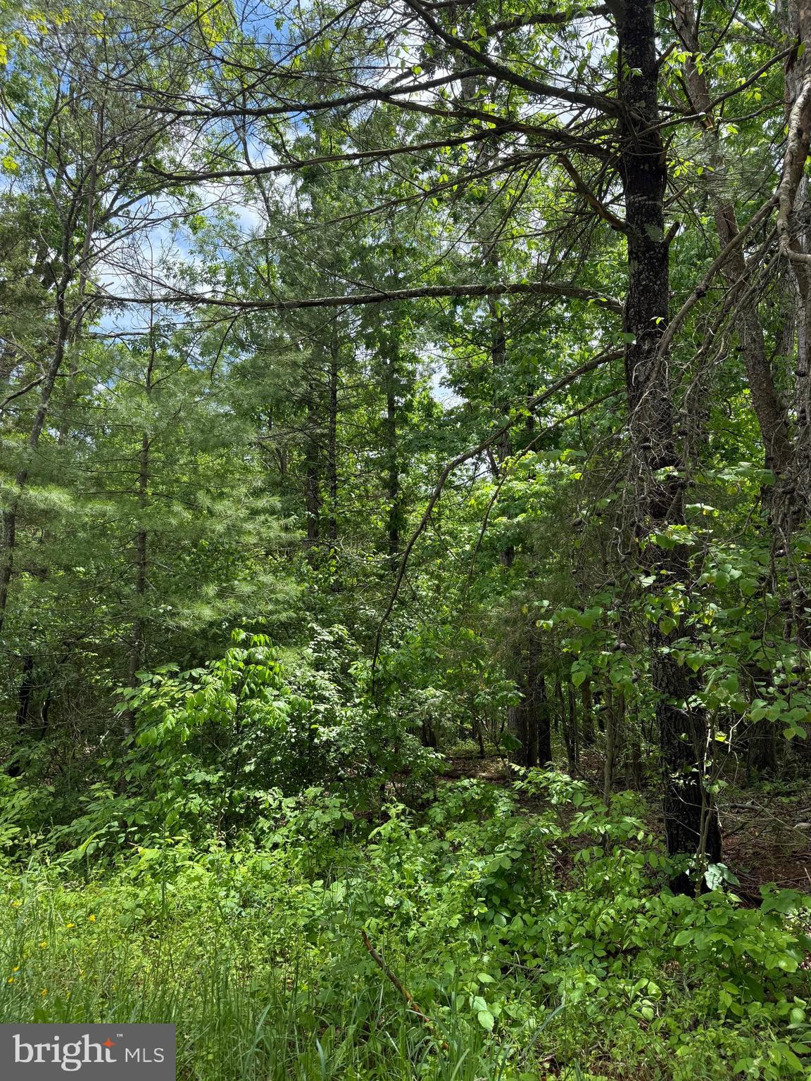 Alum Springs Road Edinburg, VA 22824 - Photo 19 of 20 a view of a lush green forest