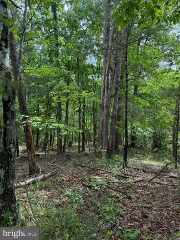 a view of a forest with trees in the background