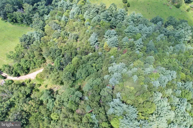 a view of a lush green forest with lots of trees