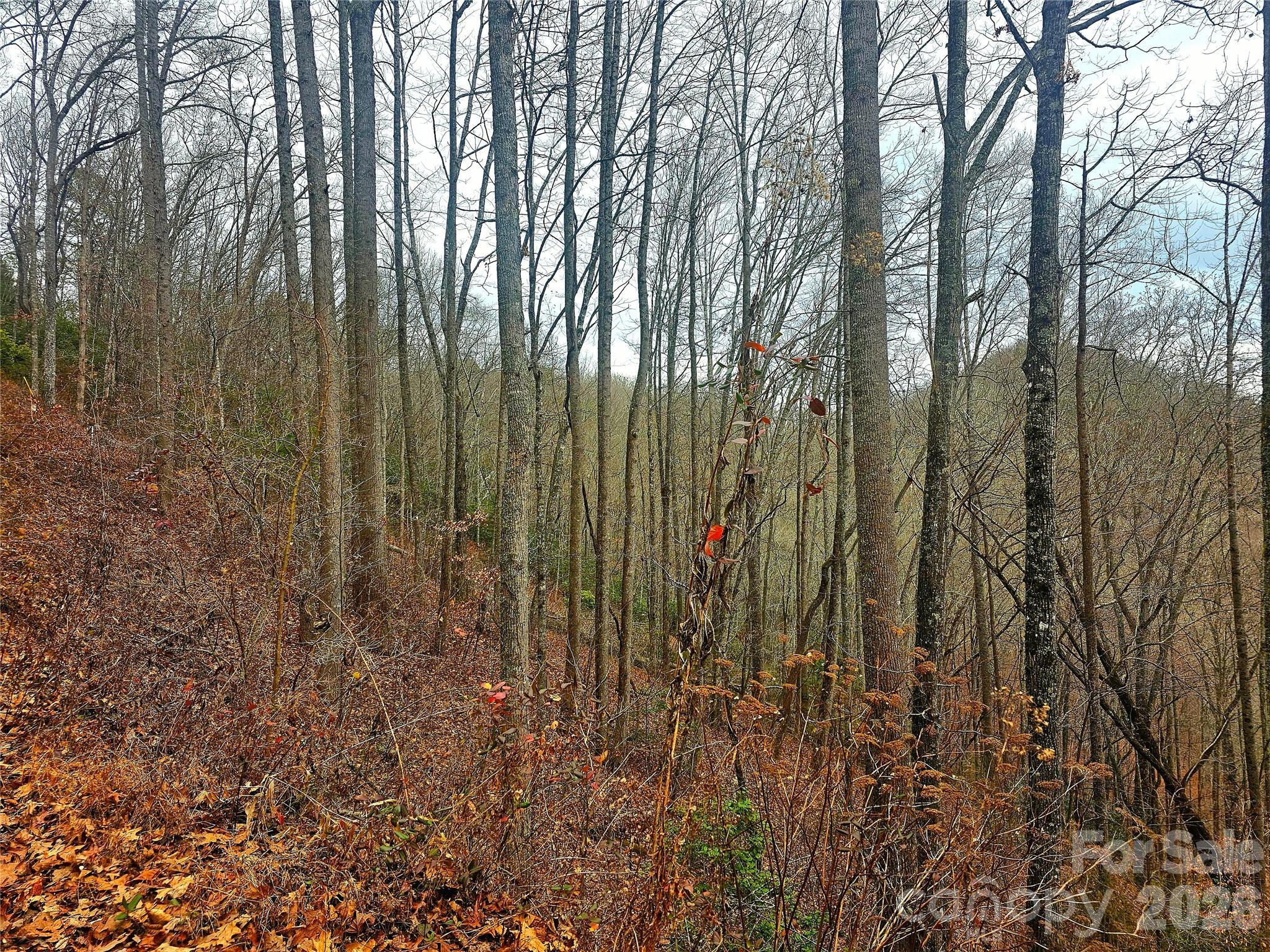 21 Long Winding Road, Unit 4 5 Sylva, NC 28779 - Photo 15 of 15 a view of forest