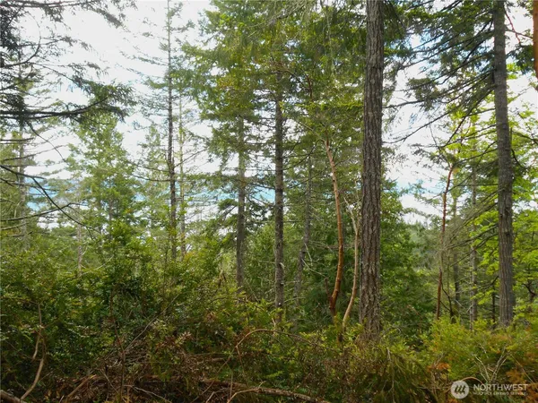 a view of a forest with a tree
