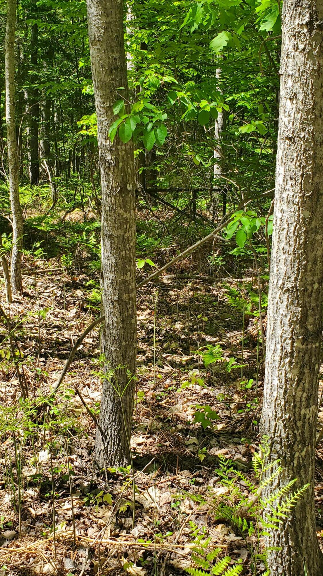 40-ac Werth Road Lachine, MI 49753 - Photo 4 of 15 Gallery Image 4