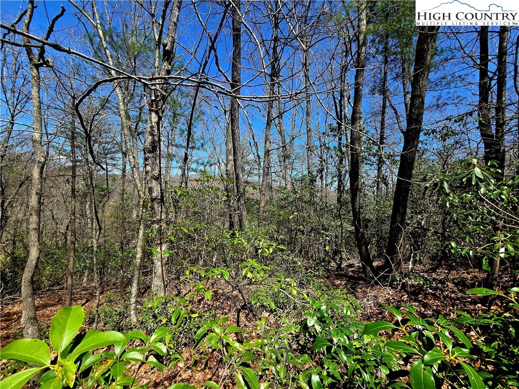 Tbd (lots 5-6) Tbd (lots 5-6) River Ridge Road Boone, NC 28607 - Photo 8 of 11 a view of a yard with plants
