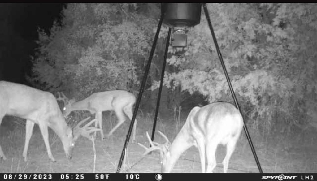 1500 Brown Road Palo Pinto, TX 76484 - Photo 19 of 19 Wildlife on property
