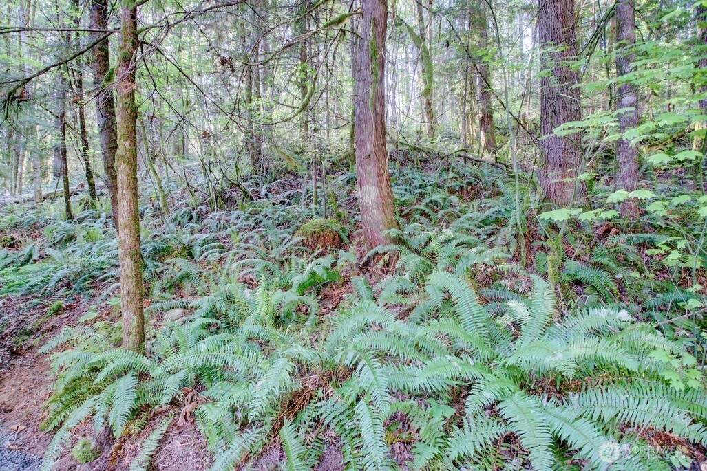 106 Goldrush Road Deming, WA 98244 - Photo 8 of 35 a view of a forest with trees