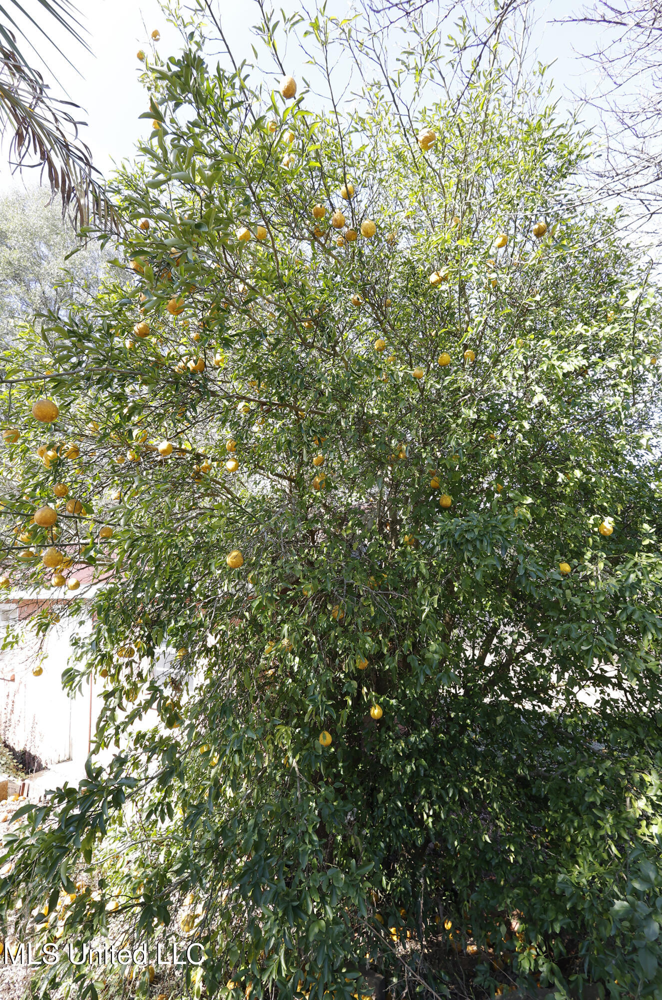 20 McKenzie Road Tylertown, MS 39667 - Photo 52 of 56 _JCS0193