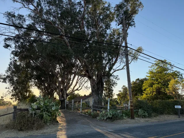 a view of a tree in front of a house